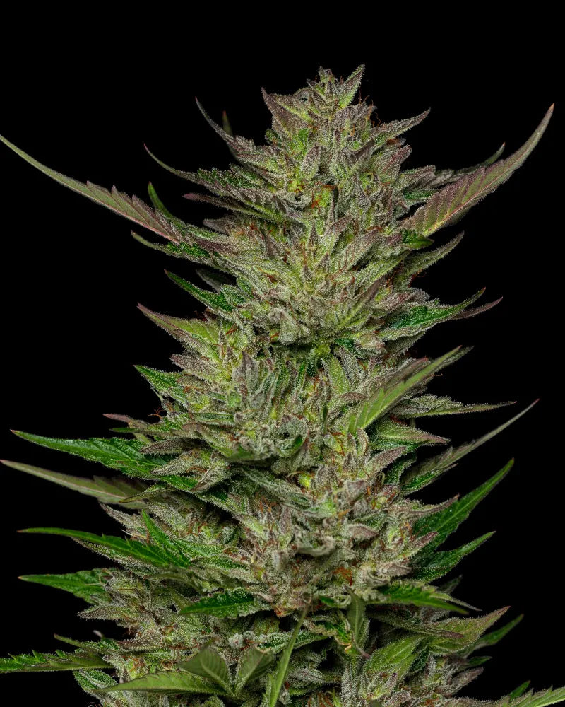 Don Carlos (M/F)