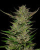 Don Carlos (M/F)