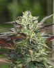 G.S. Cookies (F)