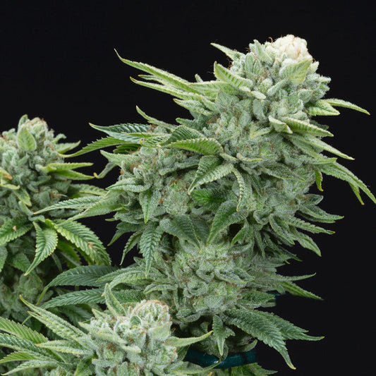Gorilla Glue #4