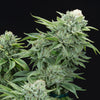 Gorilla Glue #4