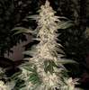 Grandpa's Cookies R1