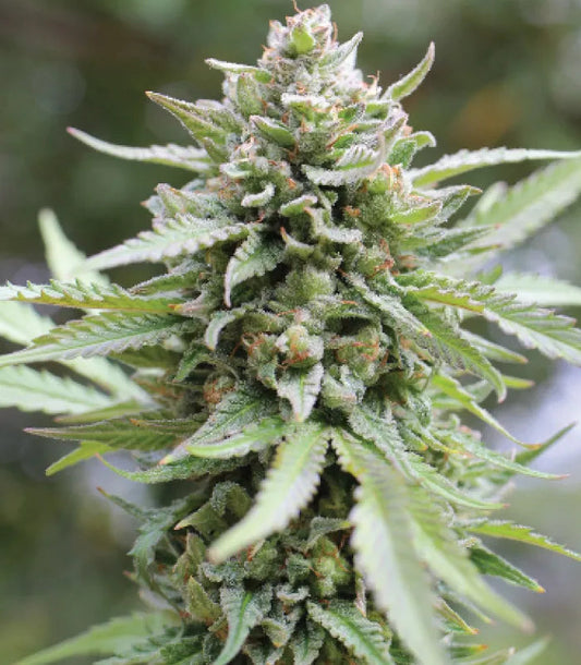 Lemongrass (F)