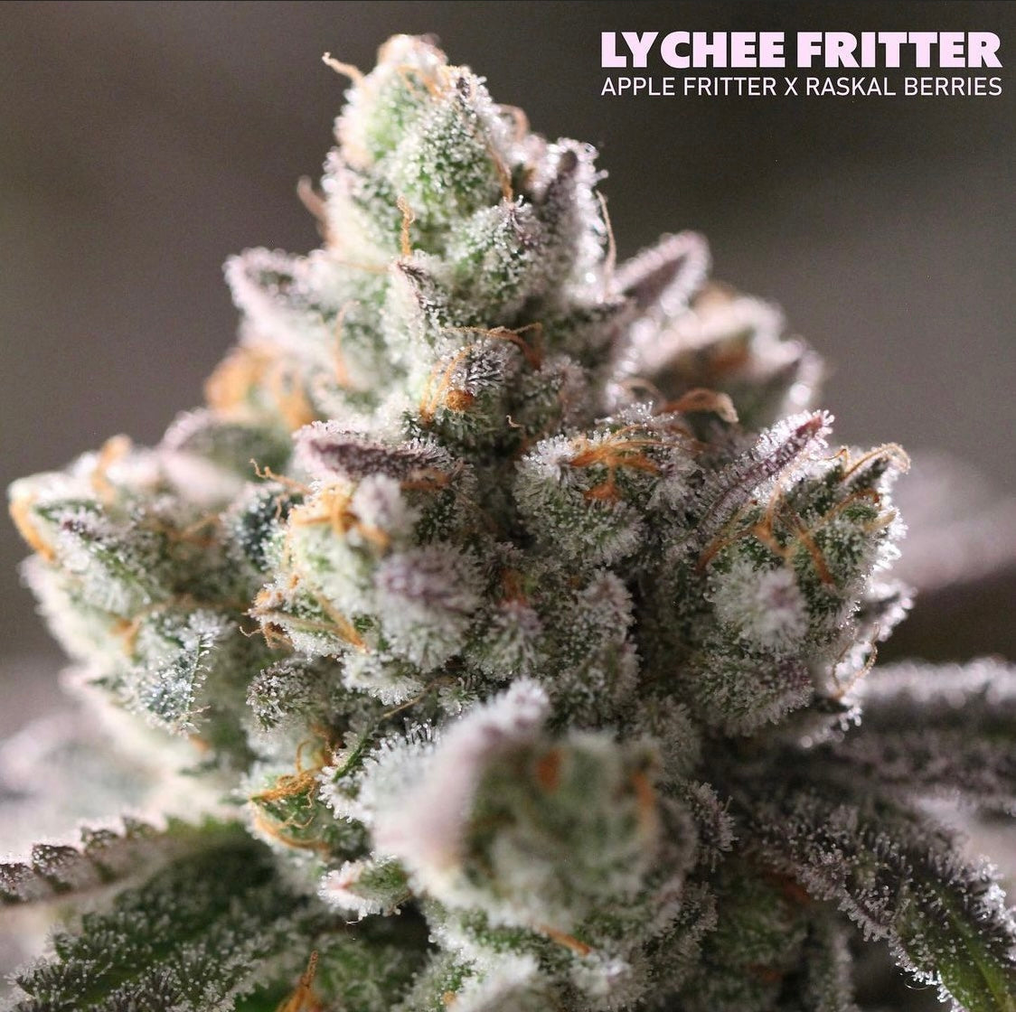Raskal Berries Line - Lychee Fritter