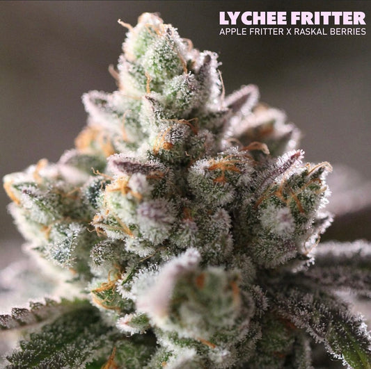 Raskal Berries Line - Lychee Fritter