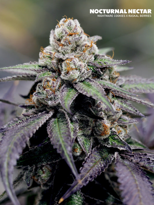 Raskal Berries Line - Nocturnal Nectar