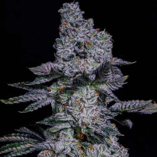 Pineapple Runtz AUTO