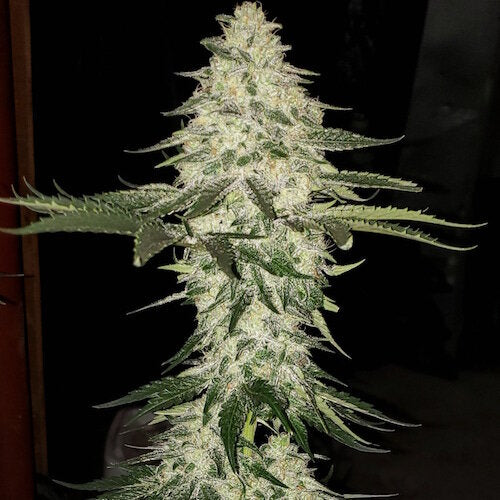 Planet of the Grapes AUTO