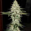 Planet of the Grapes AUTO