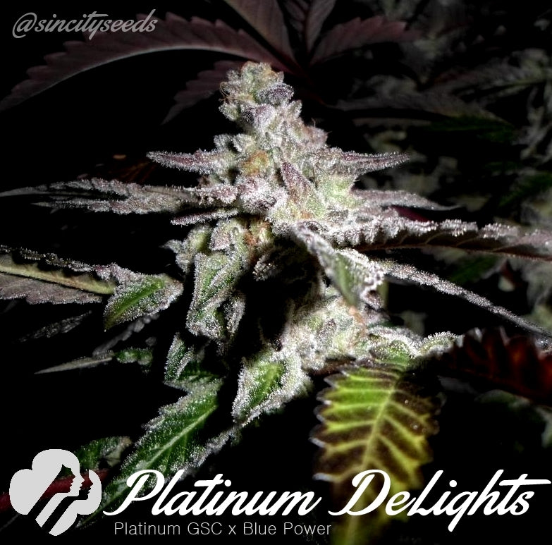 Platinum deLights