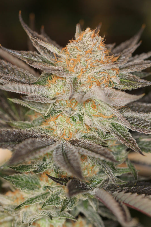 Raskal Berries Line - Raskal Berries F2