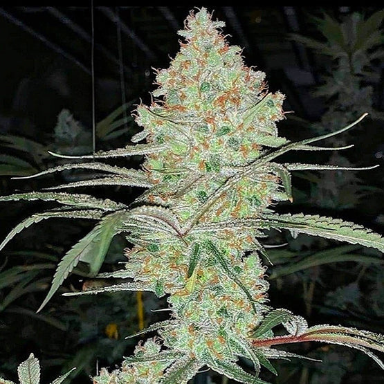 Super Lemon Haze IBL V1