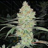 Super Lemon Haze IBL V1