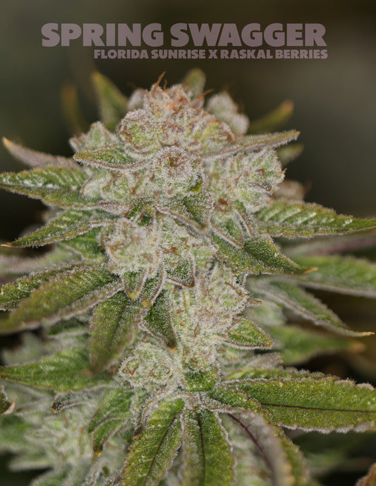 Raskal Berries Line - Spring Swagger