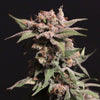Strawberry Sugar