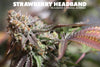 Raskal Berries Line - Strawberry Headband
