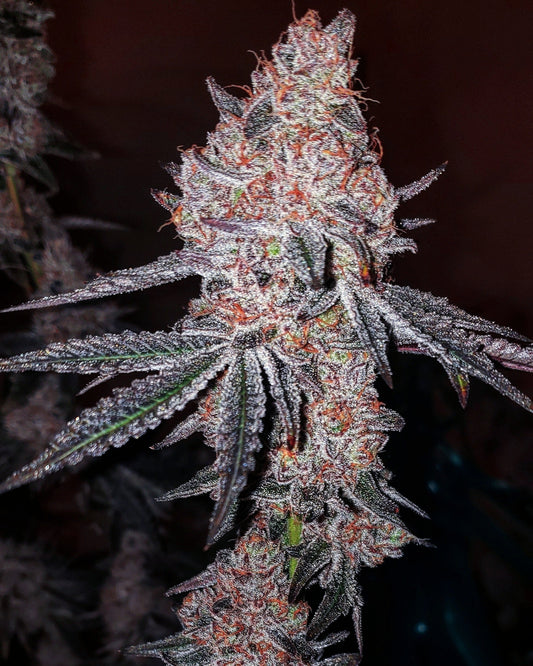 Strawberry OG Cookies R1