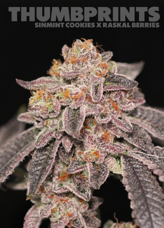 Raskal Berries Line - Thumbprints