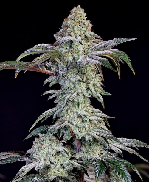 Grandpa's Cookies #6 S1