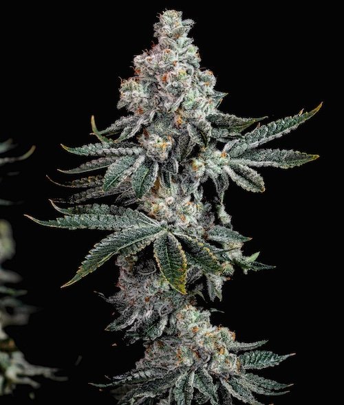 Grandpa's Cookies R2 V1