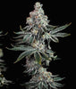 Grandpa's Cookies R2 V1