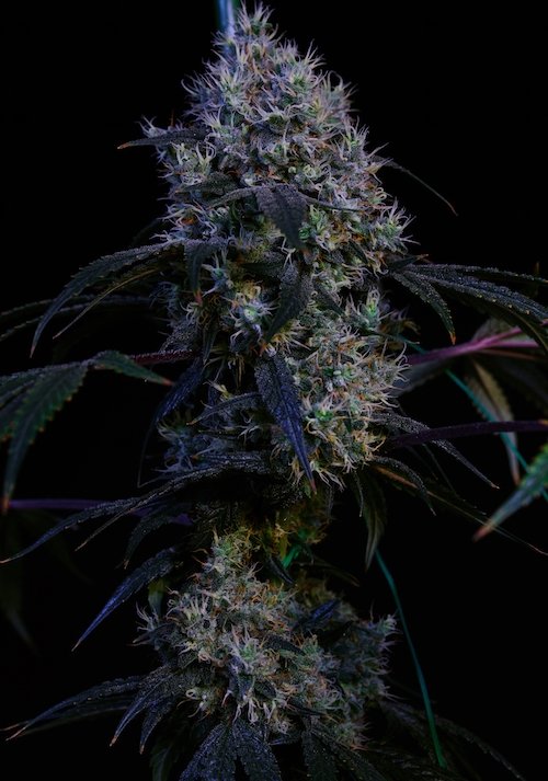 Ethos Haze IBL