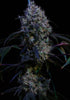 Ethos Haze IBL