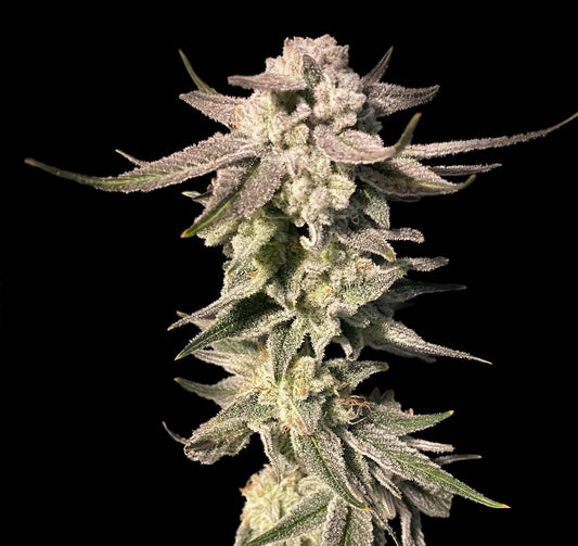 White Blizzard