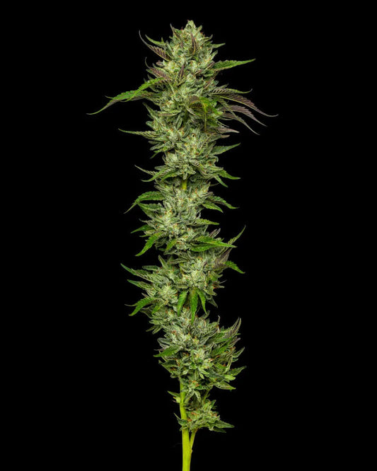 Collie Man Kush (F)