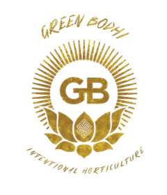 OGCD'78 Collection - Tenzin Kush #2