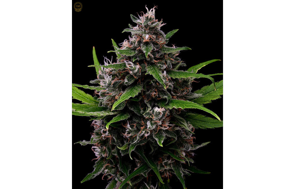 Hazy Kush Collection - Laotian Land Race