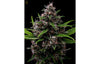 Hazy Kush Collection - Laotian Land Race