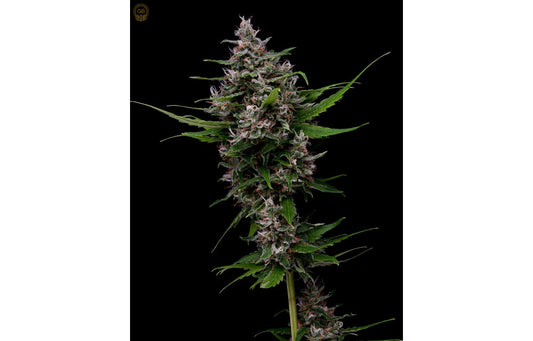 Hazy Kush Collection - Laotian Land Race