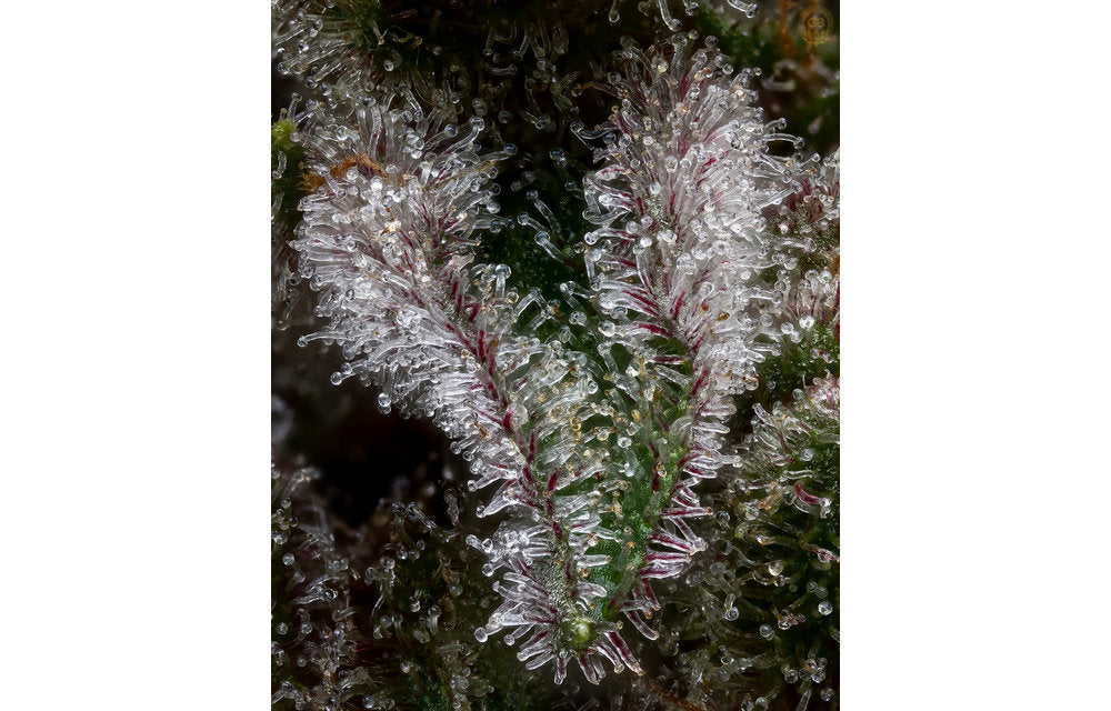 Hazy Kush Collection - Sail Haten