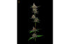 Hazy Kush Collection - Sail Haten