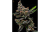 Hazy Kush Collection - Sail Haten