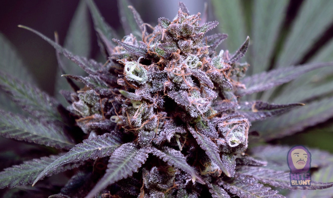 Grape Candy