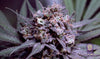 Grape Candy