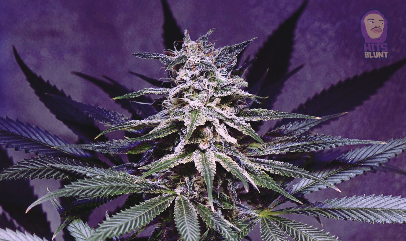 Celestial Blueberry