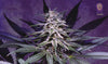 Celestial Blueberry