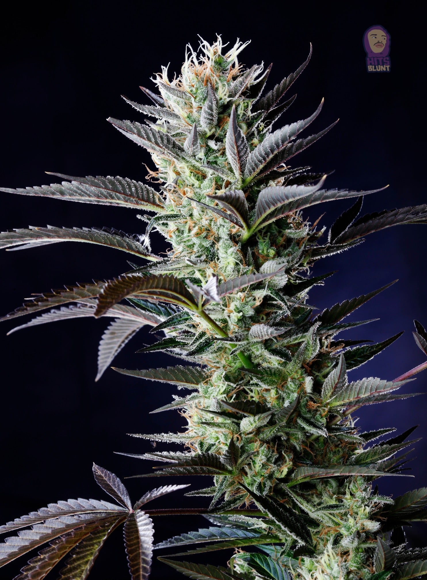 Green Cookies