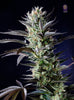 Green Cookies