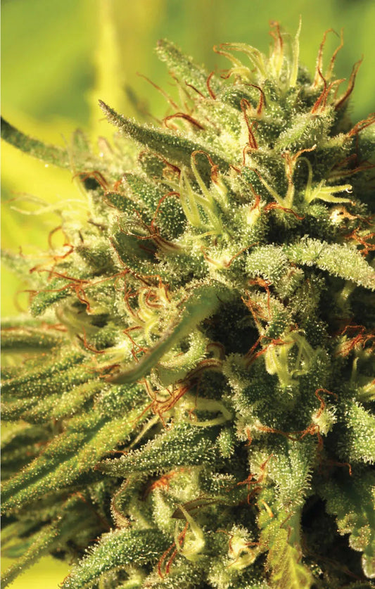 jack herer seeds