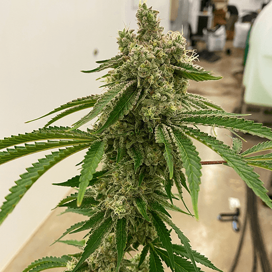 Lemon Drip (M/F)