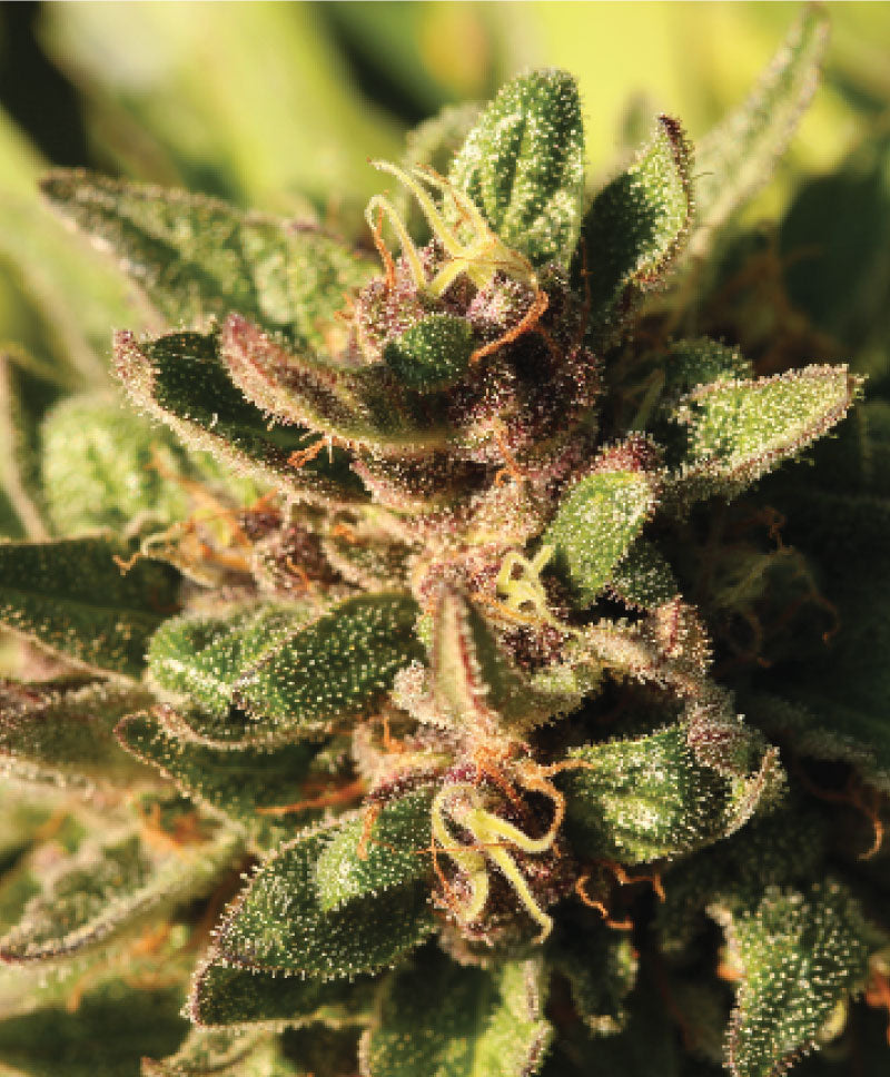 Pineapple Muffin (M/F)
