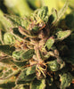 Pineapple Muffin (M/F)