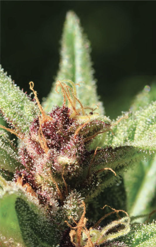 Royal Highness (F)