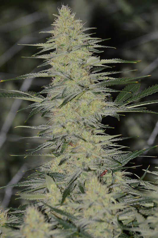 Strawberry Starburst