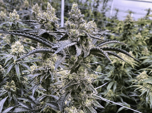 Truffle Monkey (M/F)